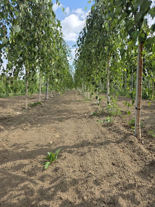 Brzoza płaczącą. Pendula. Duże drzewa