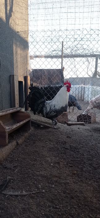 Kogut brakli srebrnej