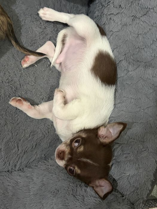 Último da ninhada Chihuahua macho