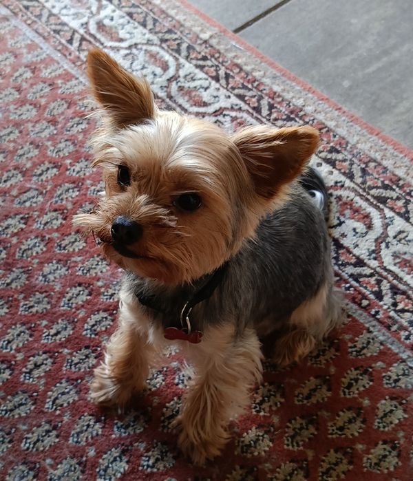 Suczka Yorkshire terrier Blueberry
