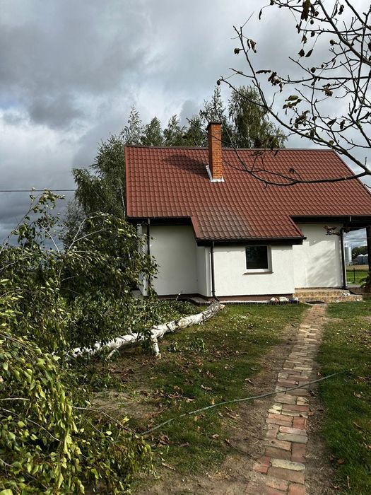 Wycinka drzew metoda alpinistyczna / tradycyjna