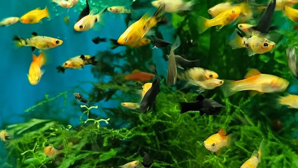 Molinezje pięknie wybarwione