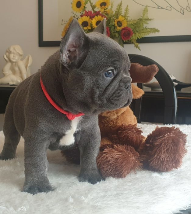 Bulldog Francês merle
