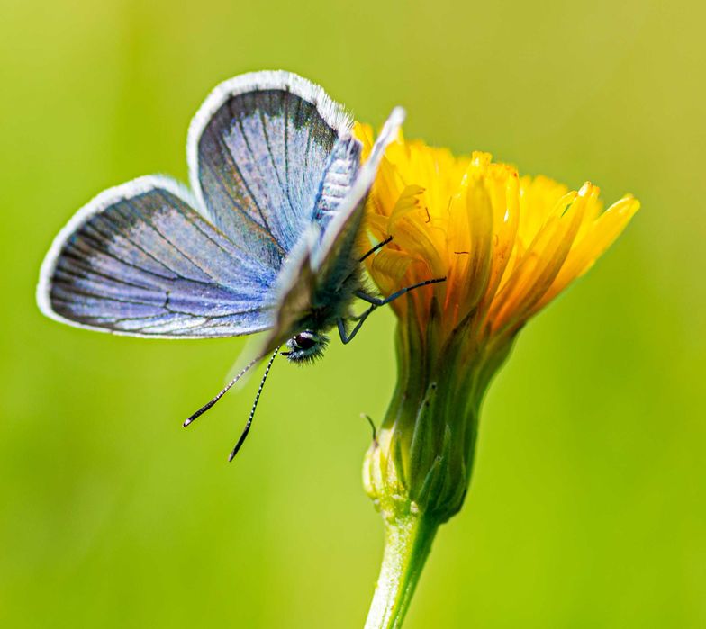 Tokina AT-X PRO D 100mm f/2,8 Macro (Nikon)