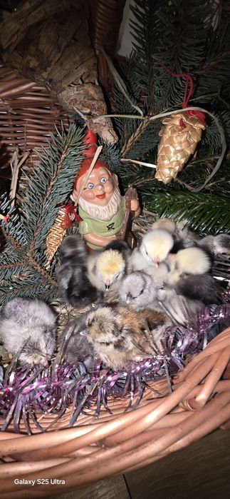 Kurczaki silki i białoczuby