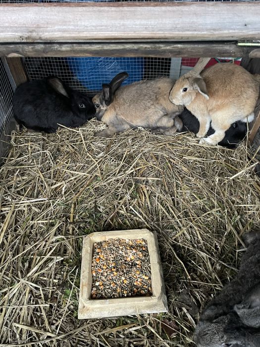 Króliki młode mieszańce