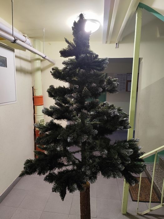 Choinka na pniu 210 cm