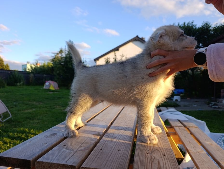 Gotowy do odbioru - Einstein samiec Siberian Husky FCI ZKwP  Związek kynologiczny