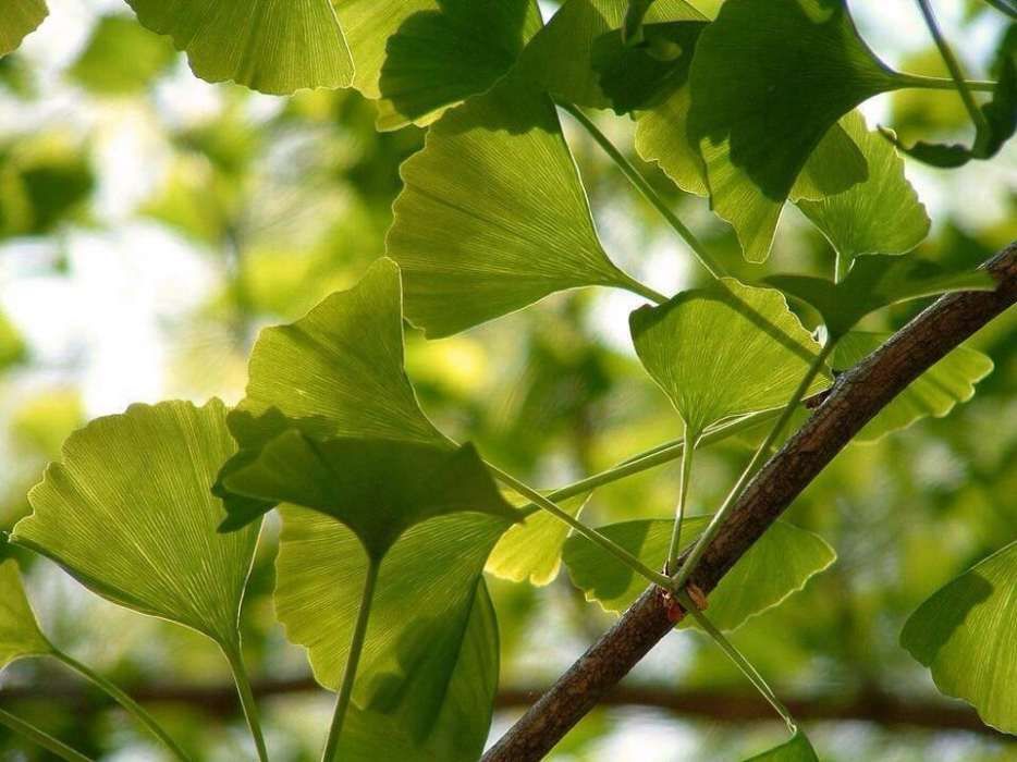 Planta de Gingko Biloba 100cm