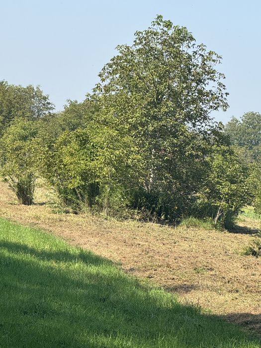 Drewno drzewa drzewka opał