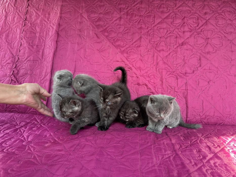 Кошенята британські