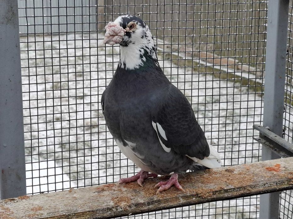 gołębie     staropolskie