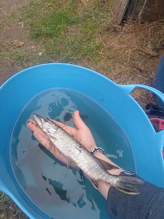 Narybek/Kroczek Karp Lin Jesiotr i wiele innych