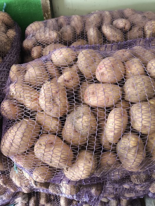 Продам їстівну картоплю.