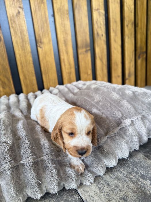 Cocker spaniel angielski