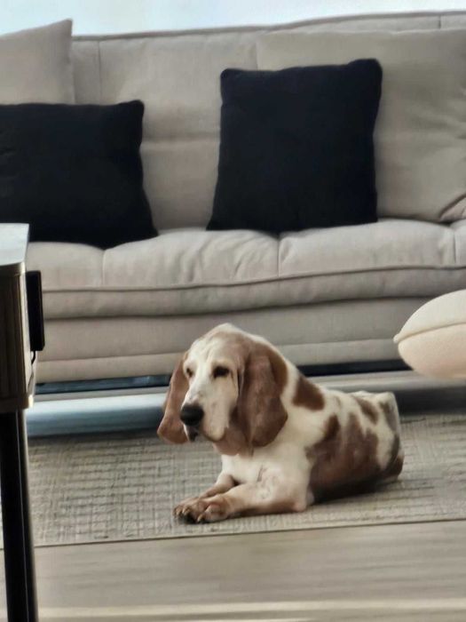 Senior Basset Hound