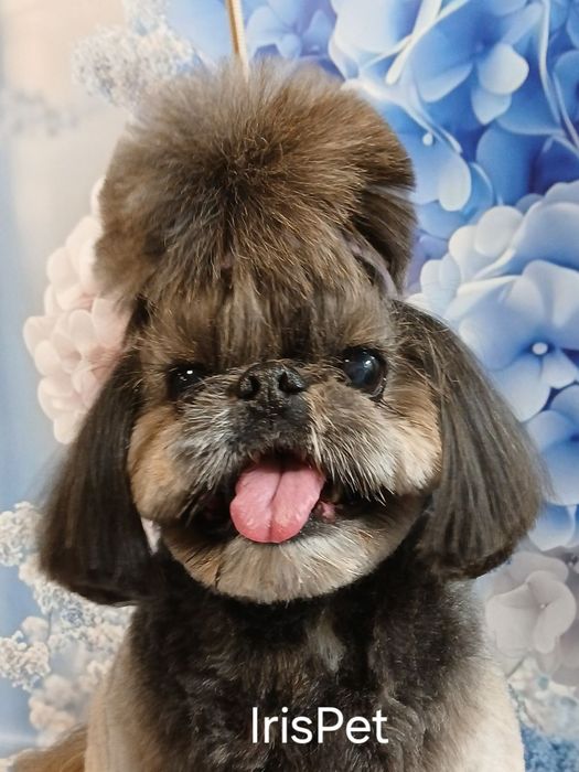 Стрижка шитцу Харьков