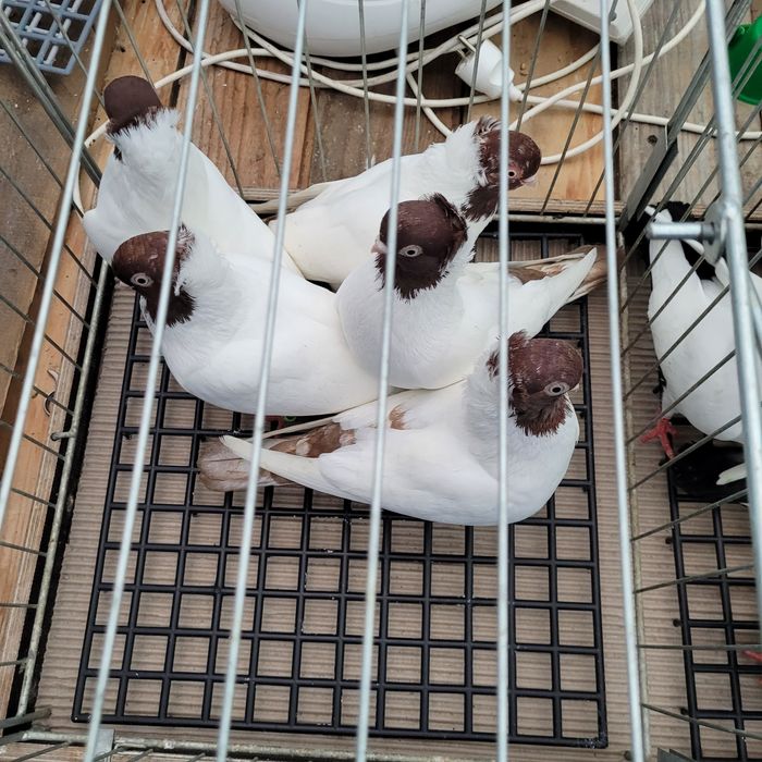 Barwnogłówka poznańska czarna, czerwona