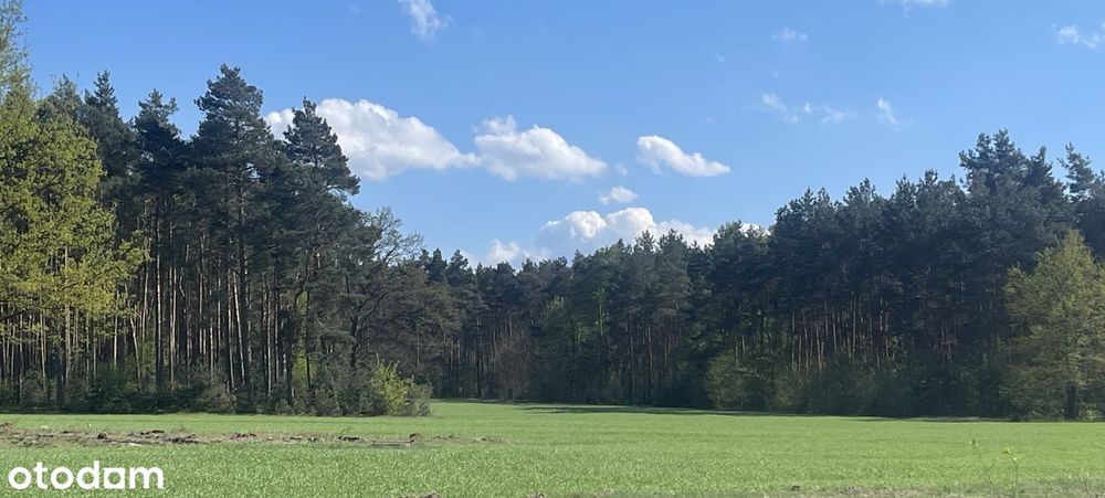 Działka budowlana z warunkami zabudowy w przy lesie