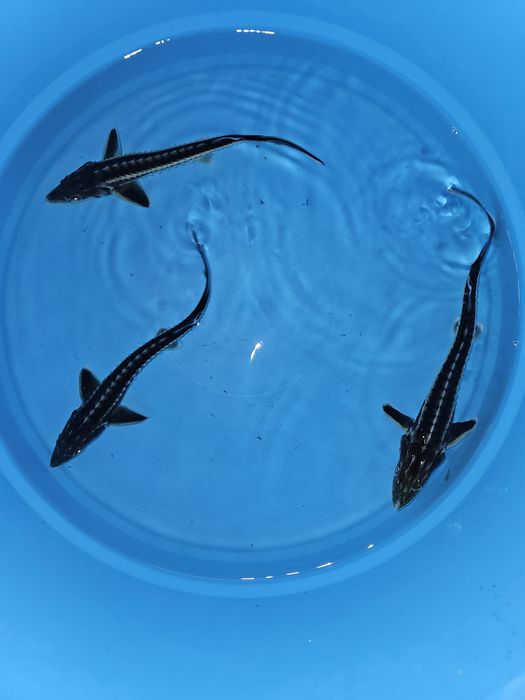 Esturjão acipenser gueldenstaedtii