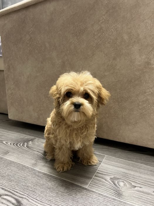 Мальтипу мальчик