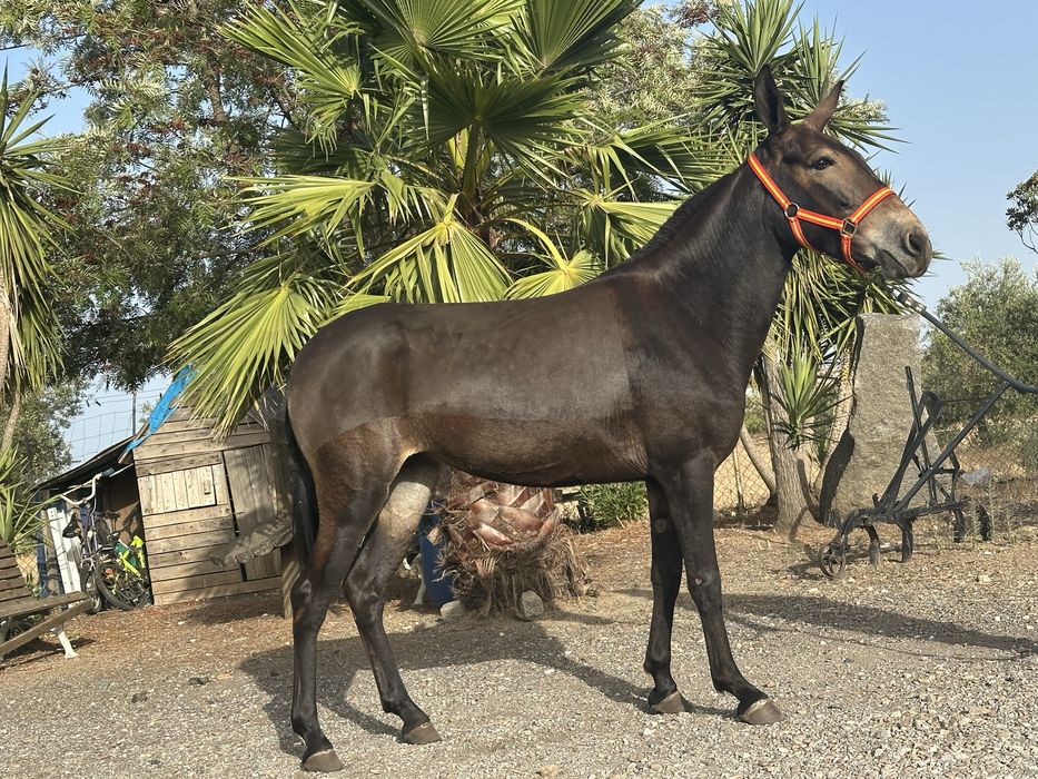 Mula engatada com papeis