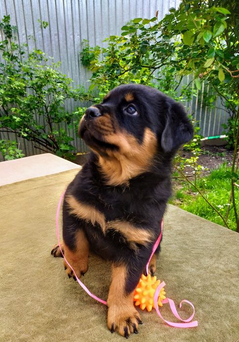 Ротвейлерята, хлопчики КСУ.