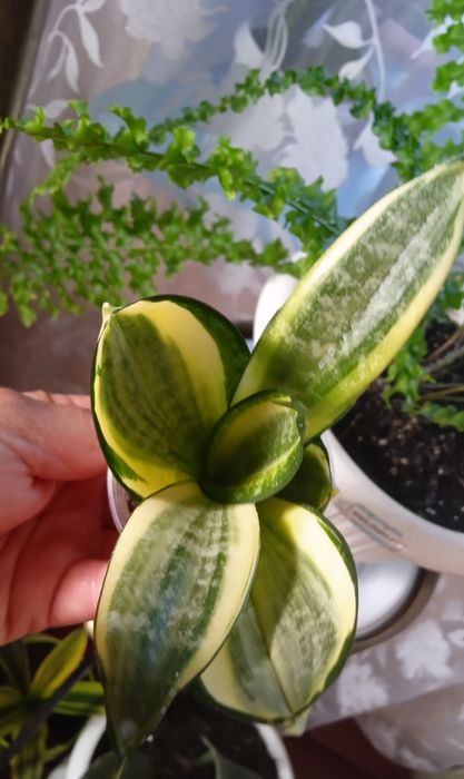 Хані Крем Медіопікта Пагода Фаворит Блек Драгон Лайм Деніс