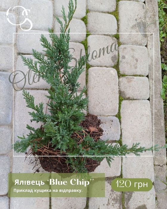 Багаторічні невибагливі рослини (дерен, вейгела, ялівець, барвінок)