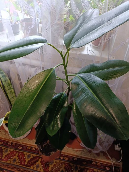 Вазонки дуже великі