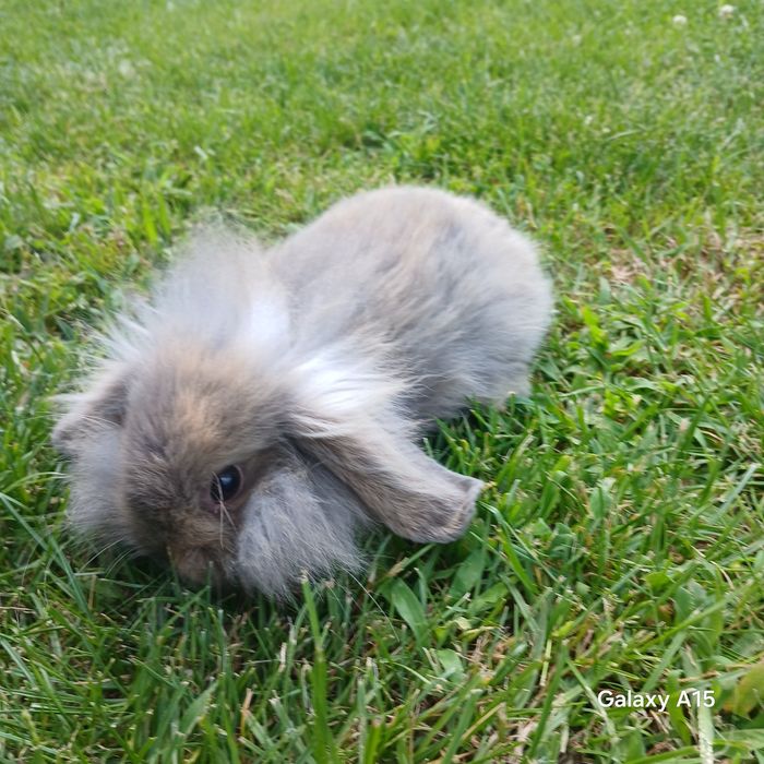 Królik miniaturka mini lop teddy