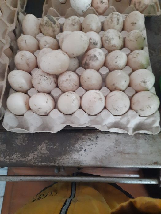 Інкубаційні яйця індокачок