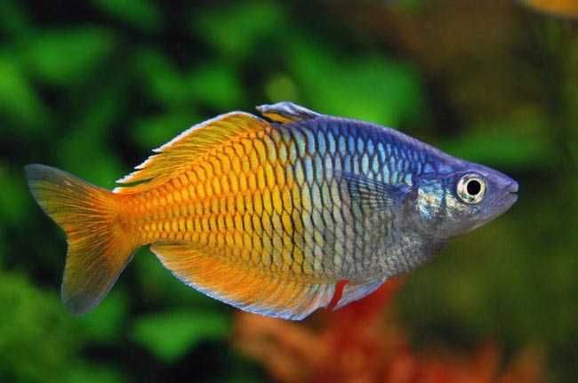 GB Tęczanka Boesemana, Tęczanka Wspaniała - dowóz ryb!