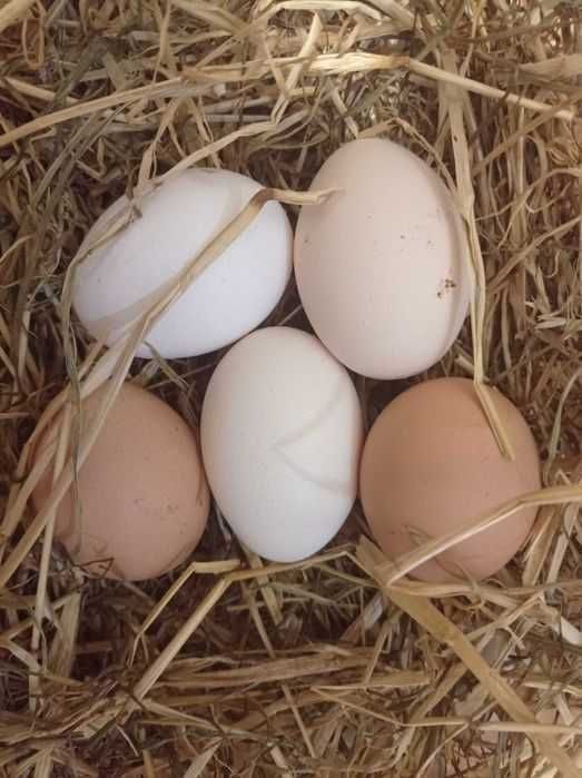 Jajka wiejskie prosto z gospodarstwa