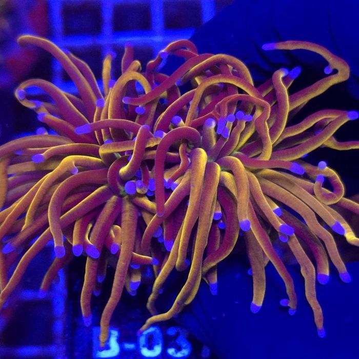 Euphyllia Glabrescens 24K (2 głowy) - akwarystyka morska Kraków