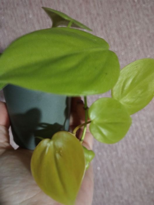 Філодендрон лайм