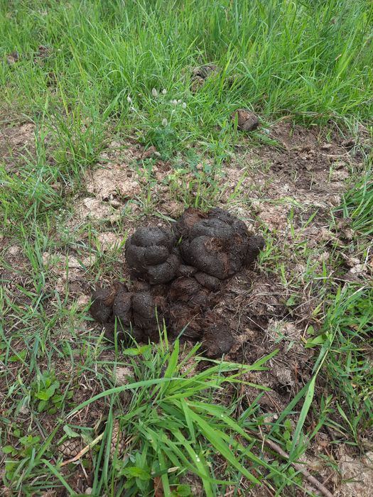 Obornik koński nawóz