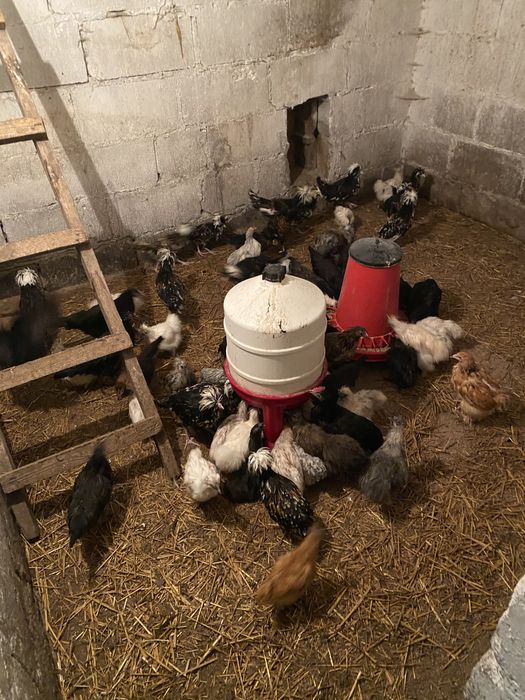 Kury kurczaki jajka legowe