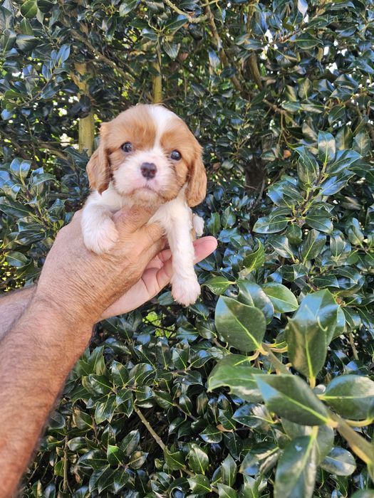 King Charles Cavalier