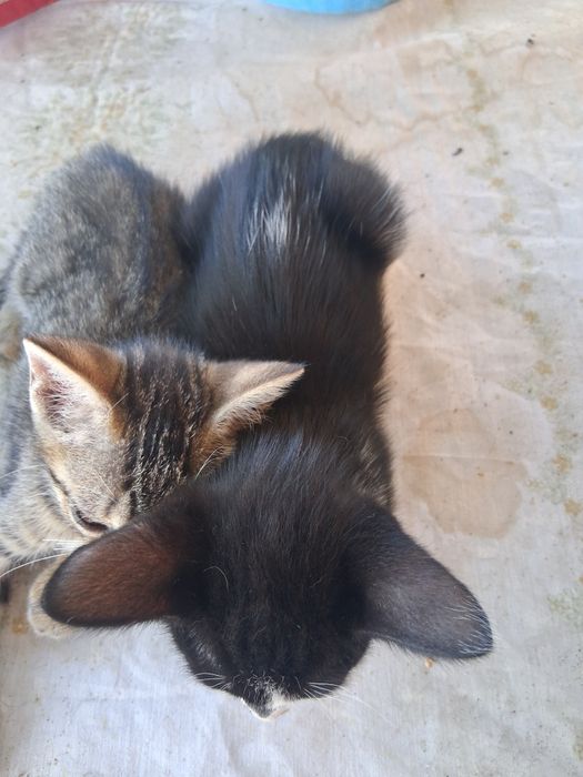 Gatinhos para doação!