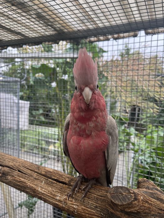 Lutino Casal Cacatua Galah macho lutino