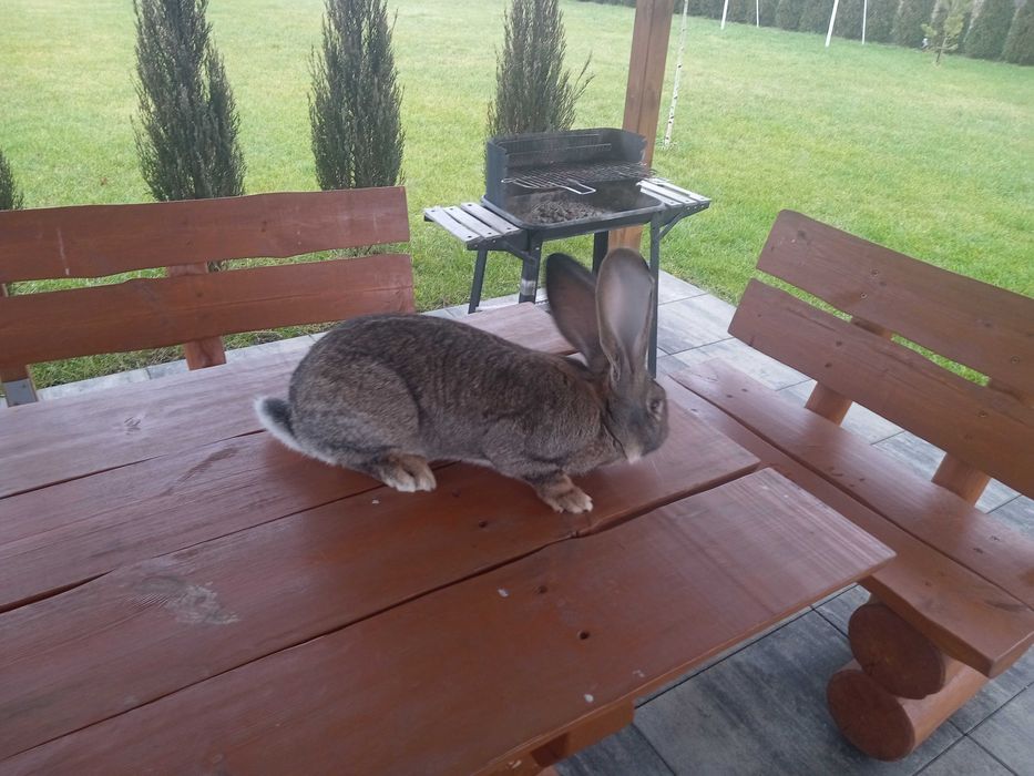 Króliki, samice Olbrzym Belgijski