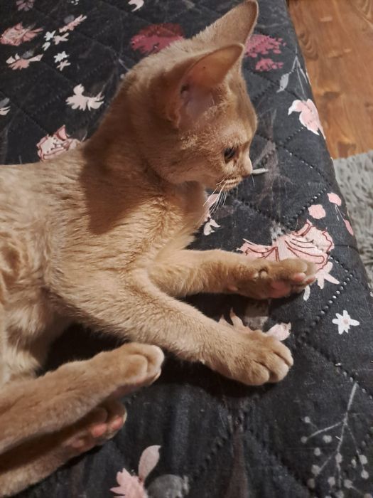 **CASSIE**kotka abisynska gotowa do odbioru.