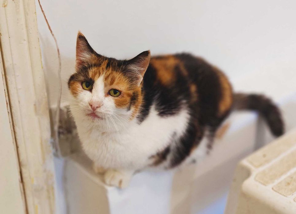 Кошечка Эйприл, 3 года, ищет дом и семью! Трехцветная кошка