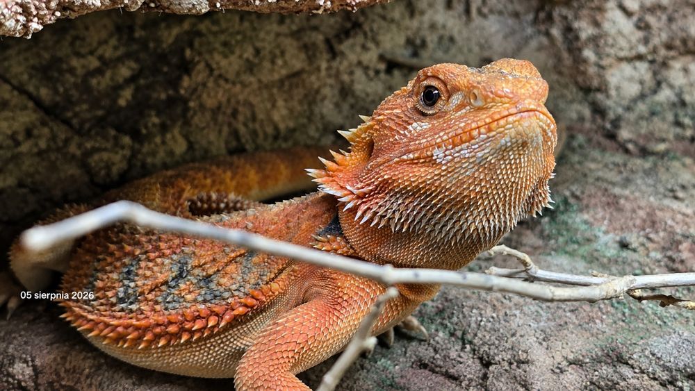 Agama brodata - piękna