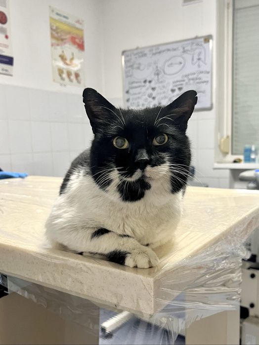 Котик шукає родину