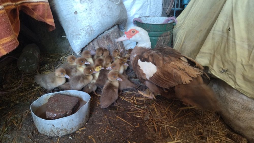 Качка з каченятами