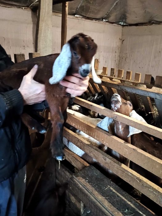 Англонубийськи козенята.