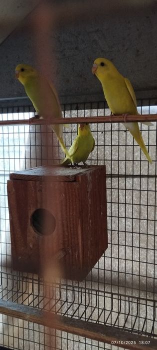 Vende-se 6 periquitos, 10€ cada um. Em Loulé.