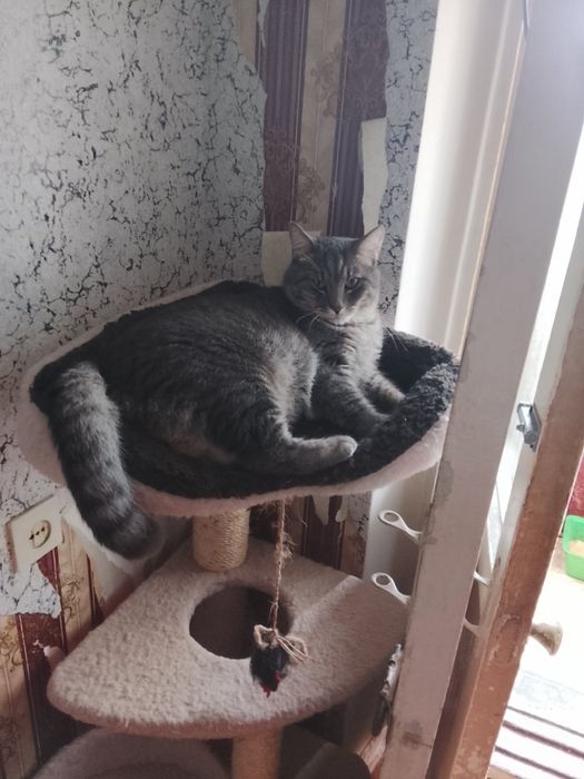 котики братики ищут дом